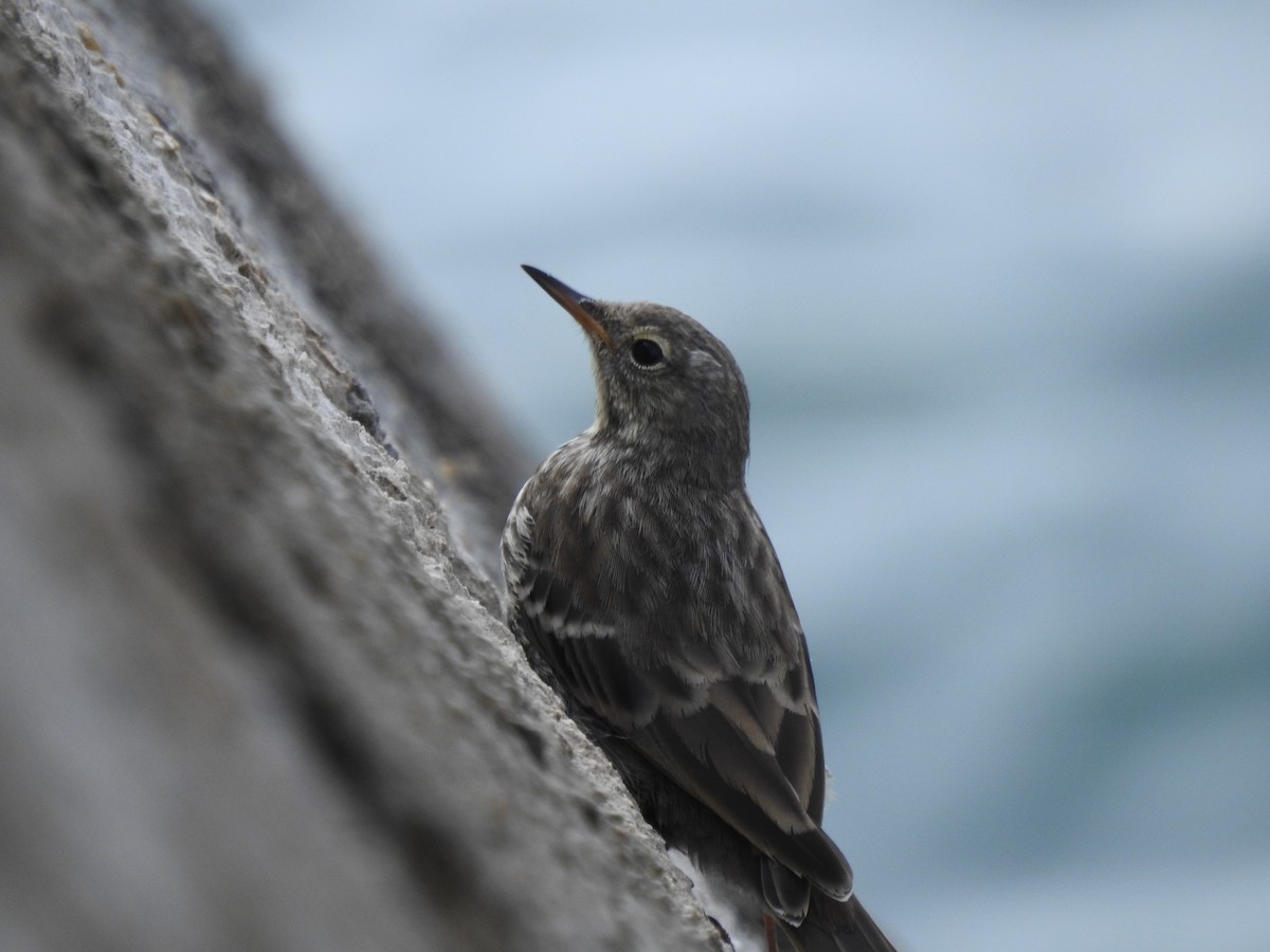 Rock Pipit - ML642333903