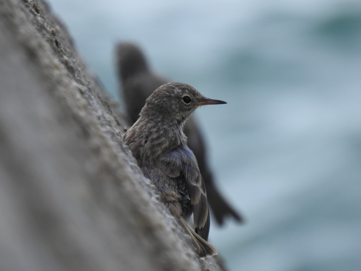 Rock Pipit - ML642333904