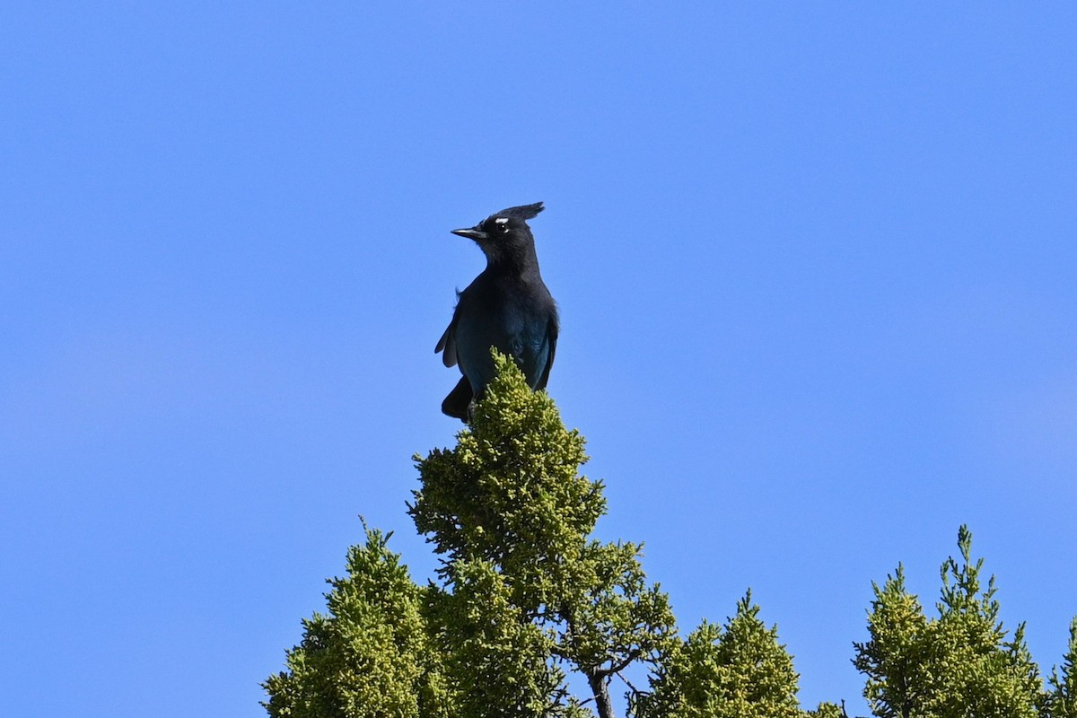 Steller's Jay - ML642333906