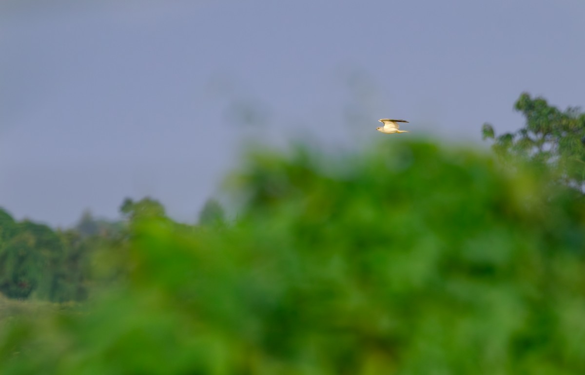 Black-winged Kite - ML642333907