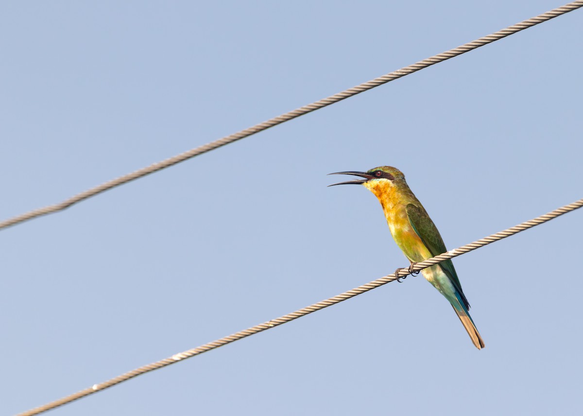 Blue-tailed Bee-eater - ML642333919