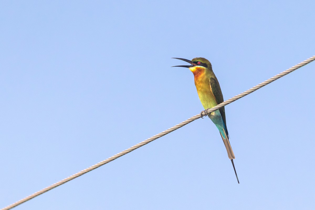 Blue-tailed Bee-eater - ML642333921