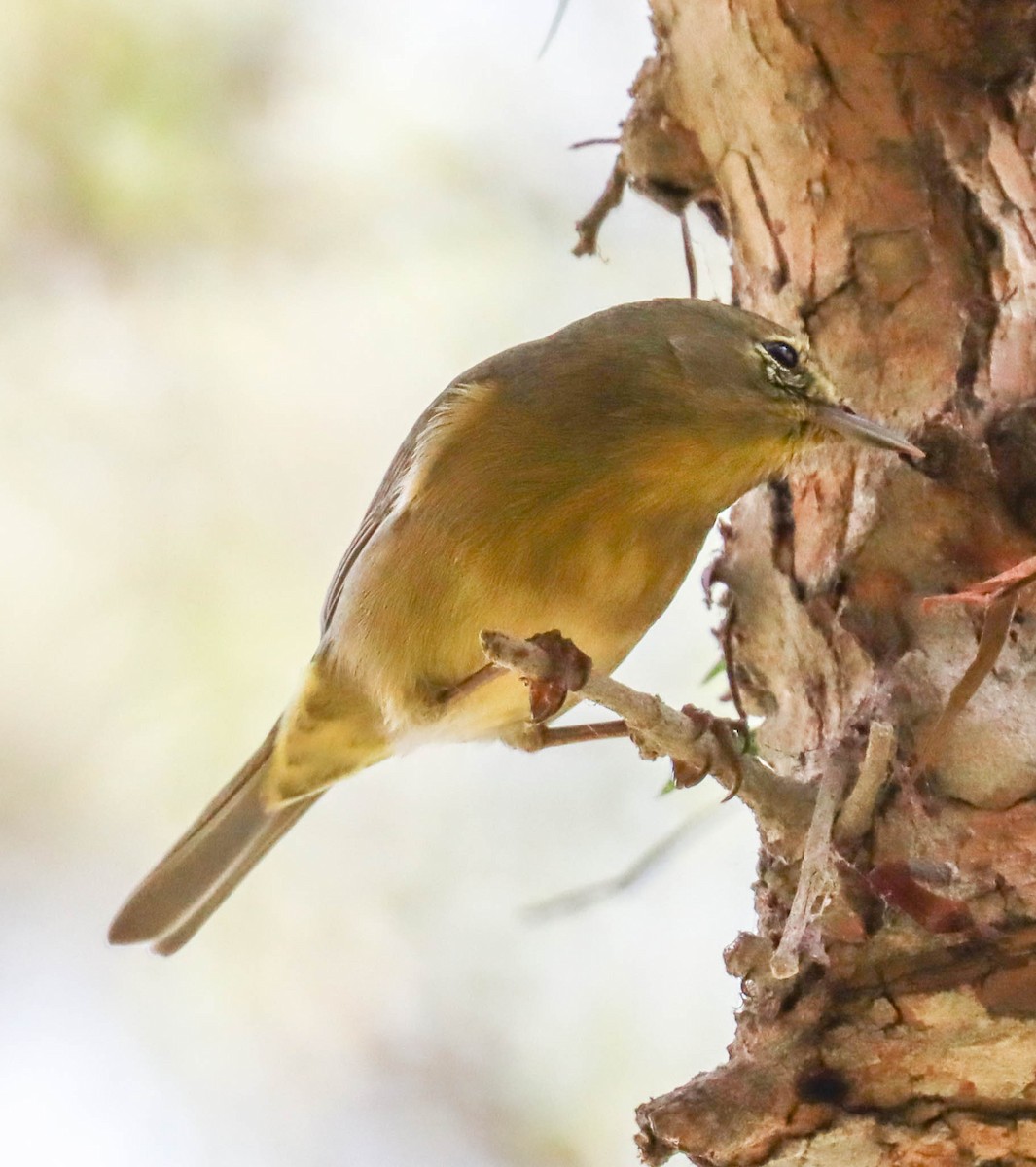 Orange-crowned Warbler - ML642333923