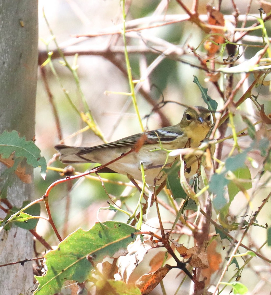 Blackpoll Warbler - ML642333934