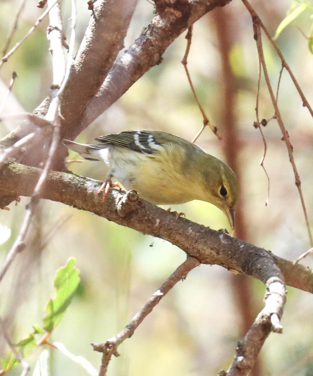 Blackpoll Warbler - ML642333936