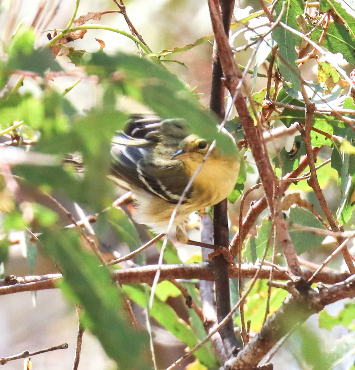 Blackpoll Warbler - ML642333940