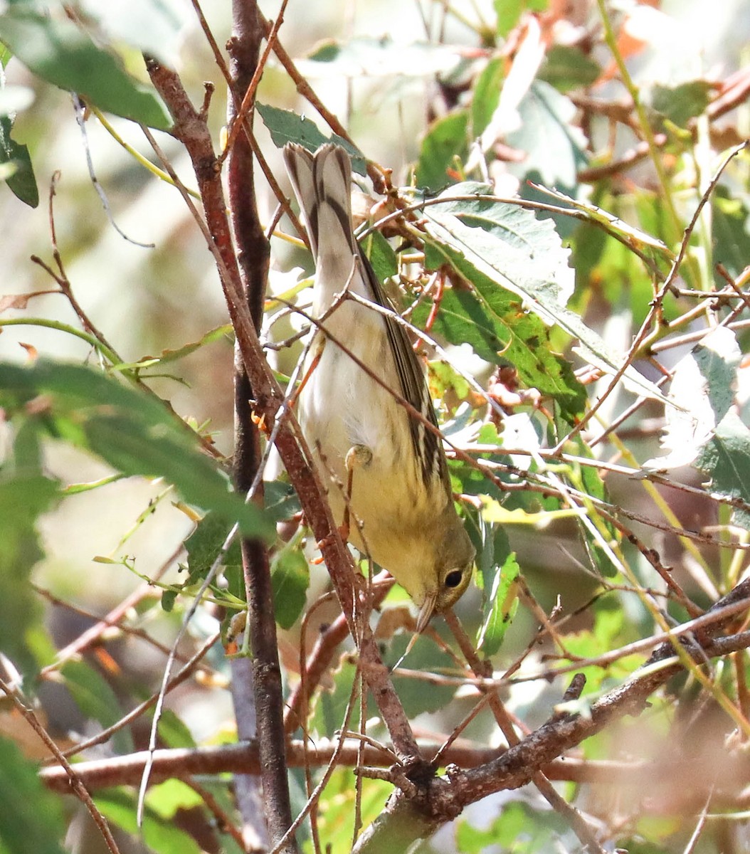 Blackpoll Warbler - ML642333946