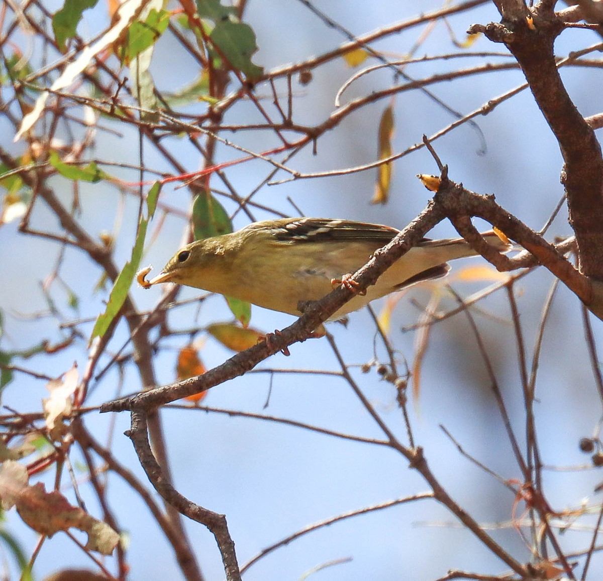 Blackpoll Warbler - ML642333951
