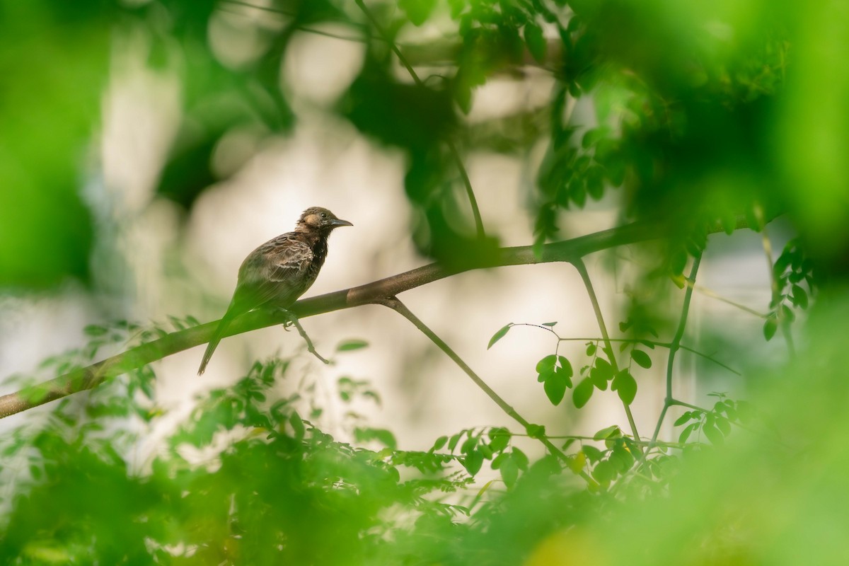 Red-vented Bulbul - ML642333955