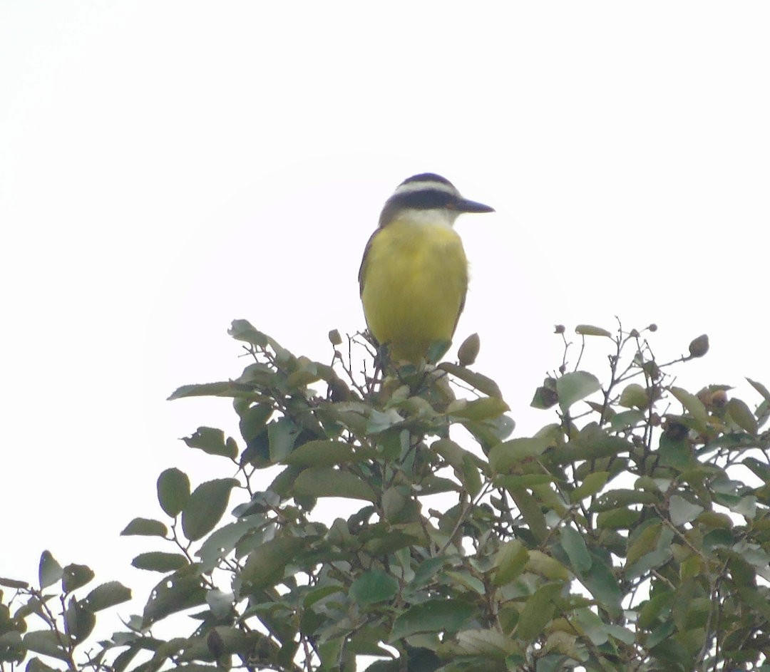 Bienteveo Común - ML642333957