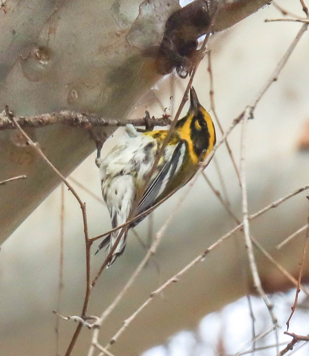 Townsend's Warbler - ML642333959