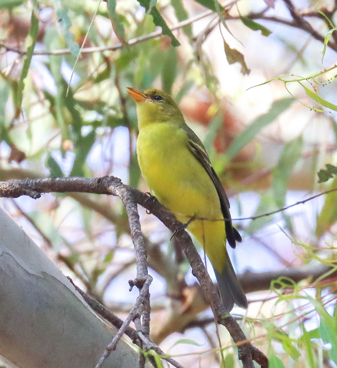 Western Tanager - ML642333961
