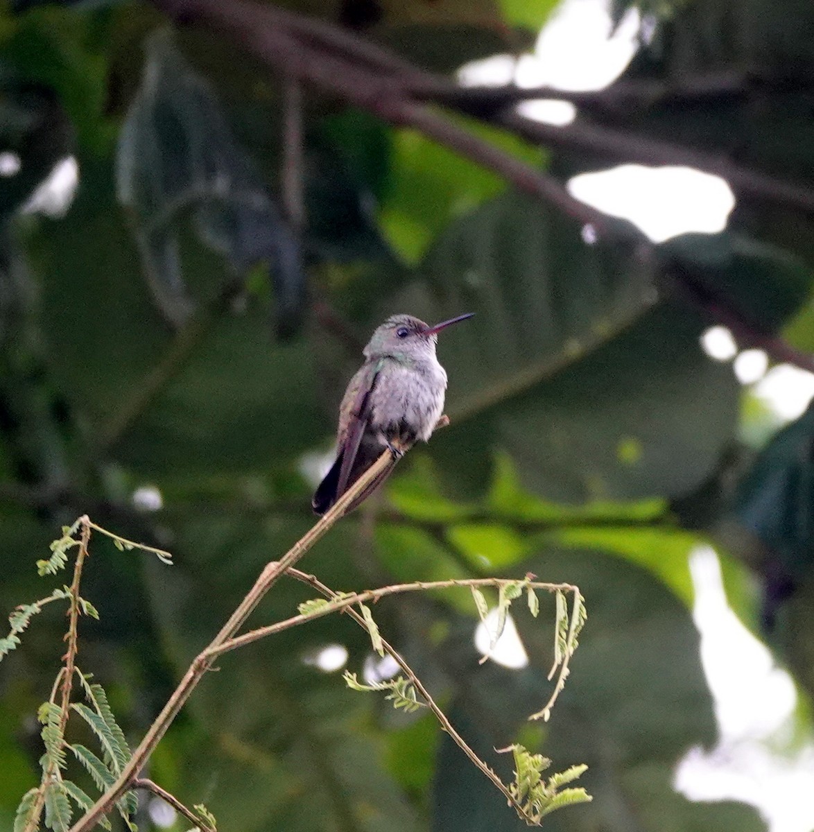 White-chinned Sapphire - ML642333964