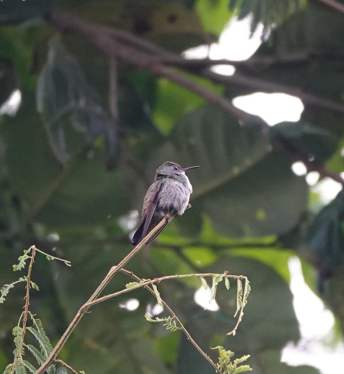 White-chinned Sapphire - ML642333971