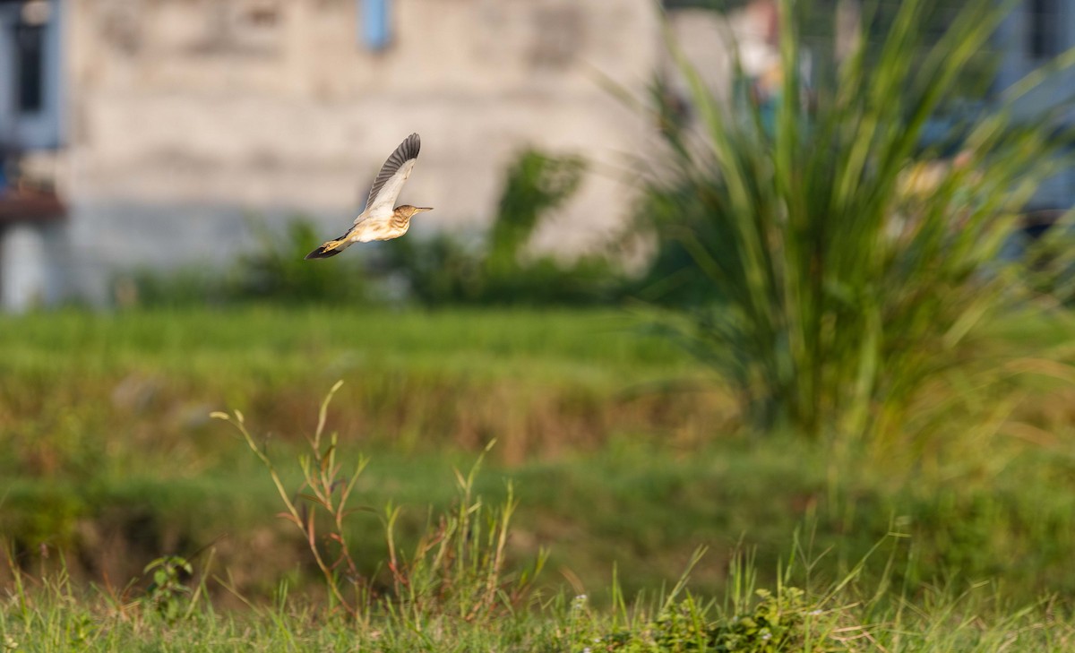 Yellow Bittern - ML642333986