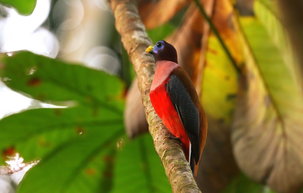 Trogón Filipino - ML642334011