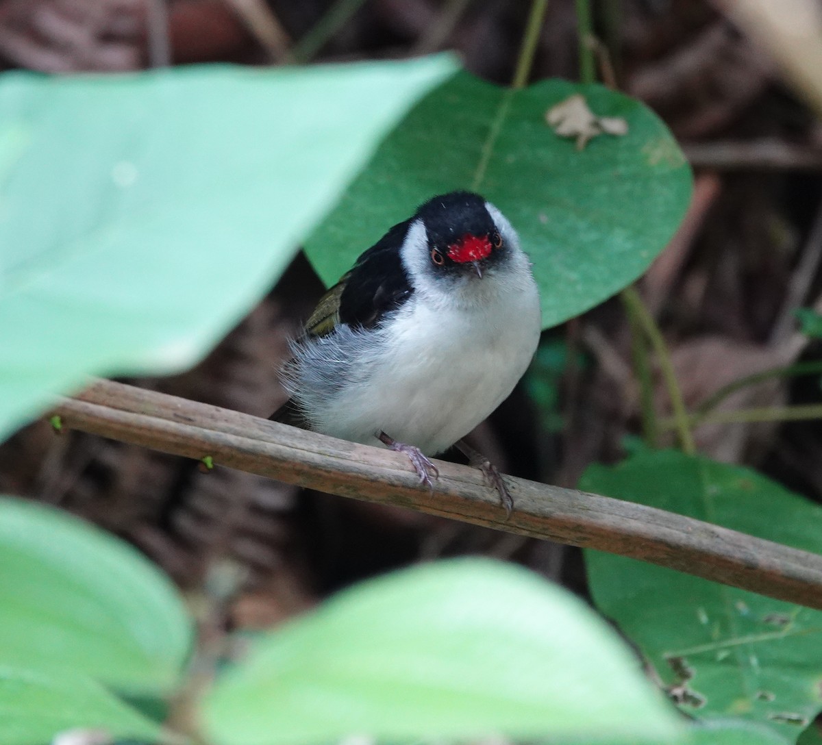 Pin-tailed Manakin - ML642334013