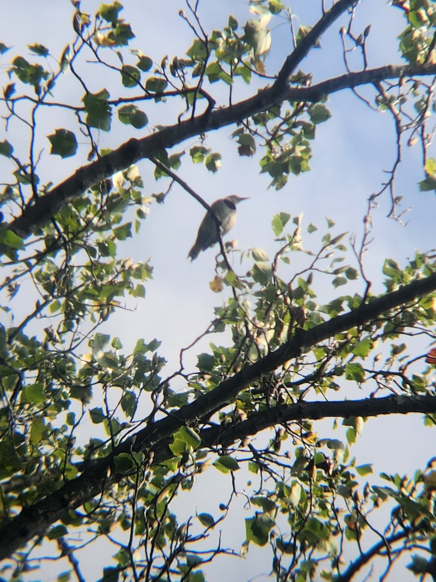 Northern Flicker - ML642334019