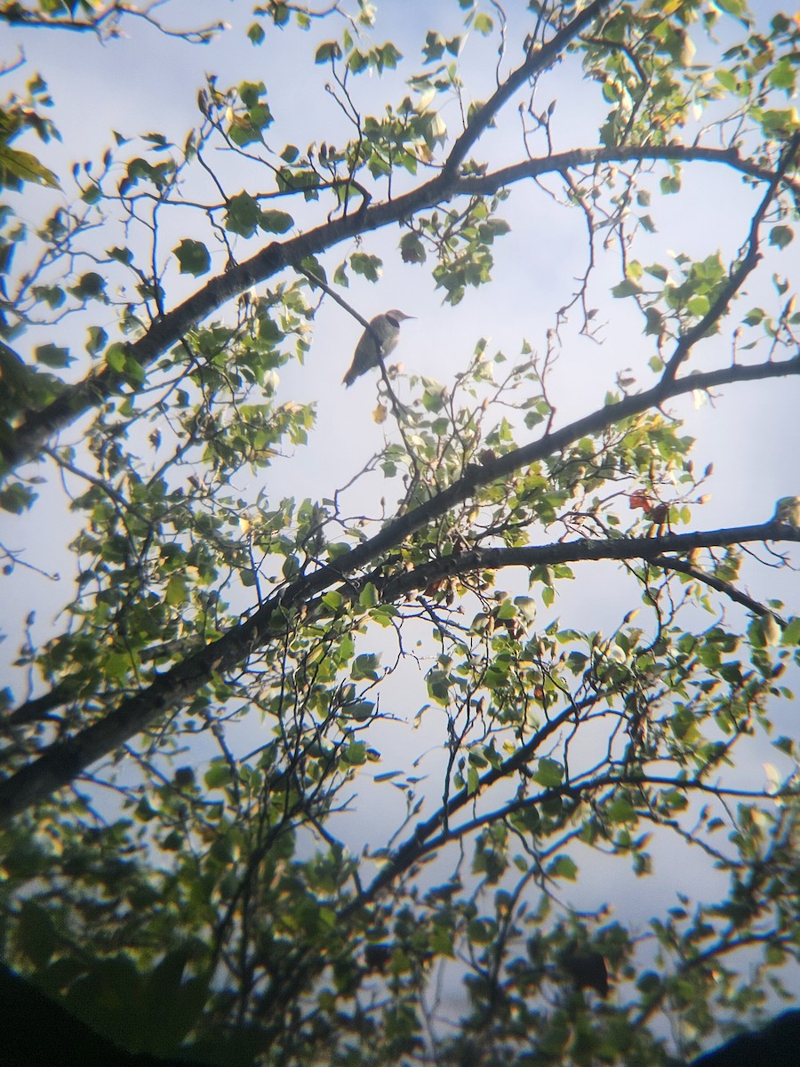 Northern Flicker - ML642334020