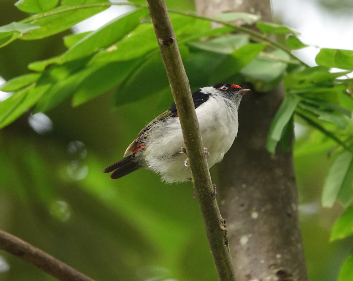 Pin-tailed Manakin - ML642334026