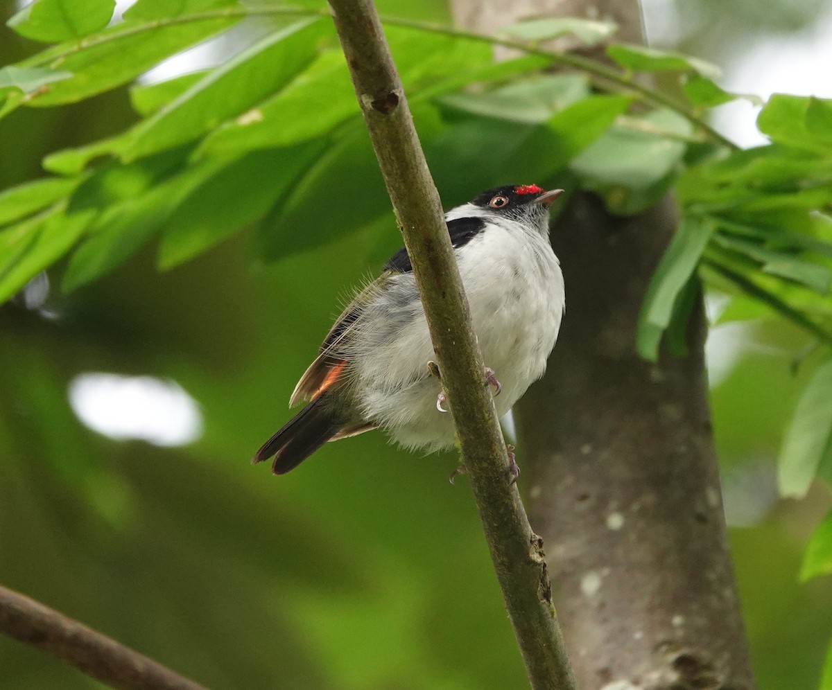 Pin-tailed Manakin - ML642334039