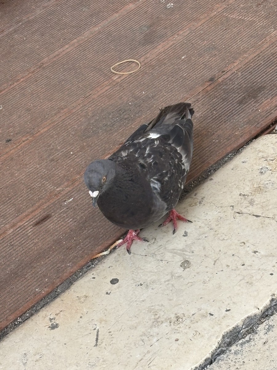 Rock Pigeon (Feral Pigeon) - ML642334042
