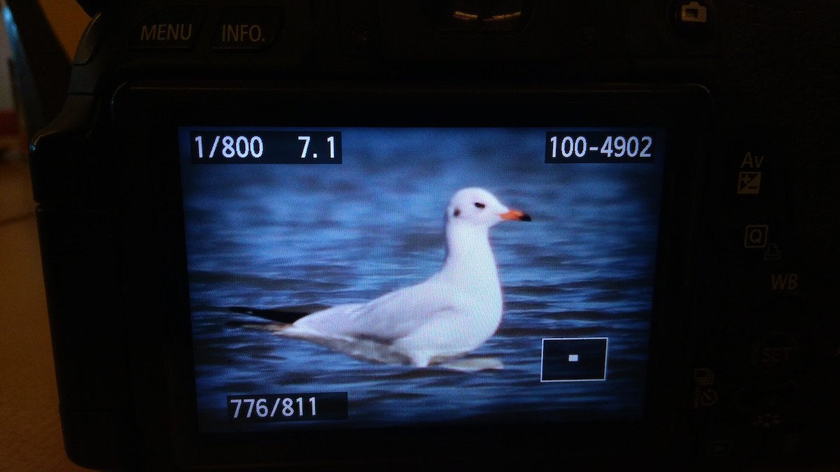 ユリカモメ - ML642334048