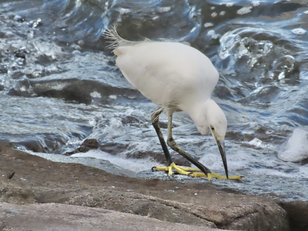 Little Egret - ML642334090