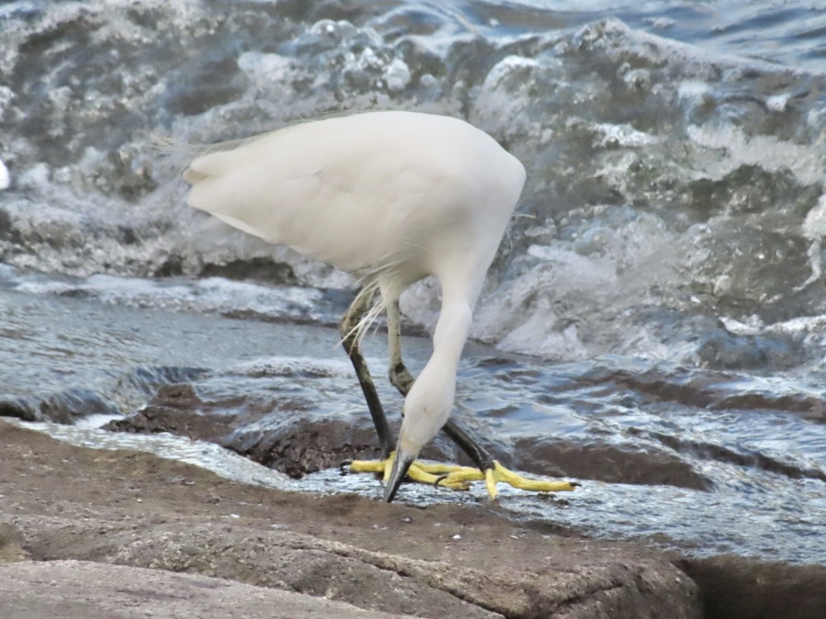 Little Egret - ML642334091