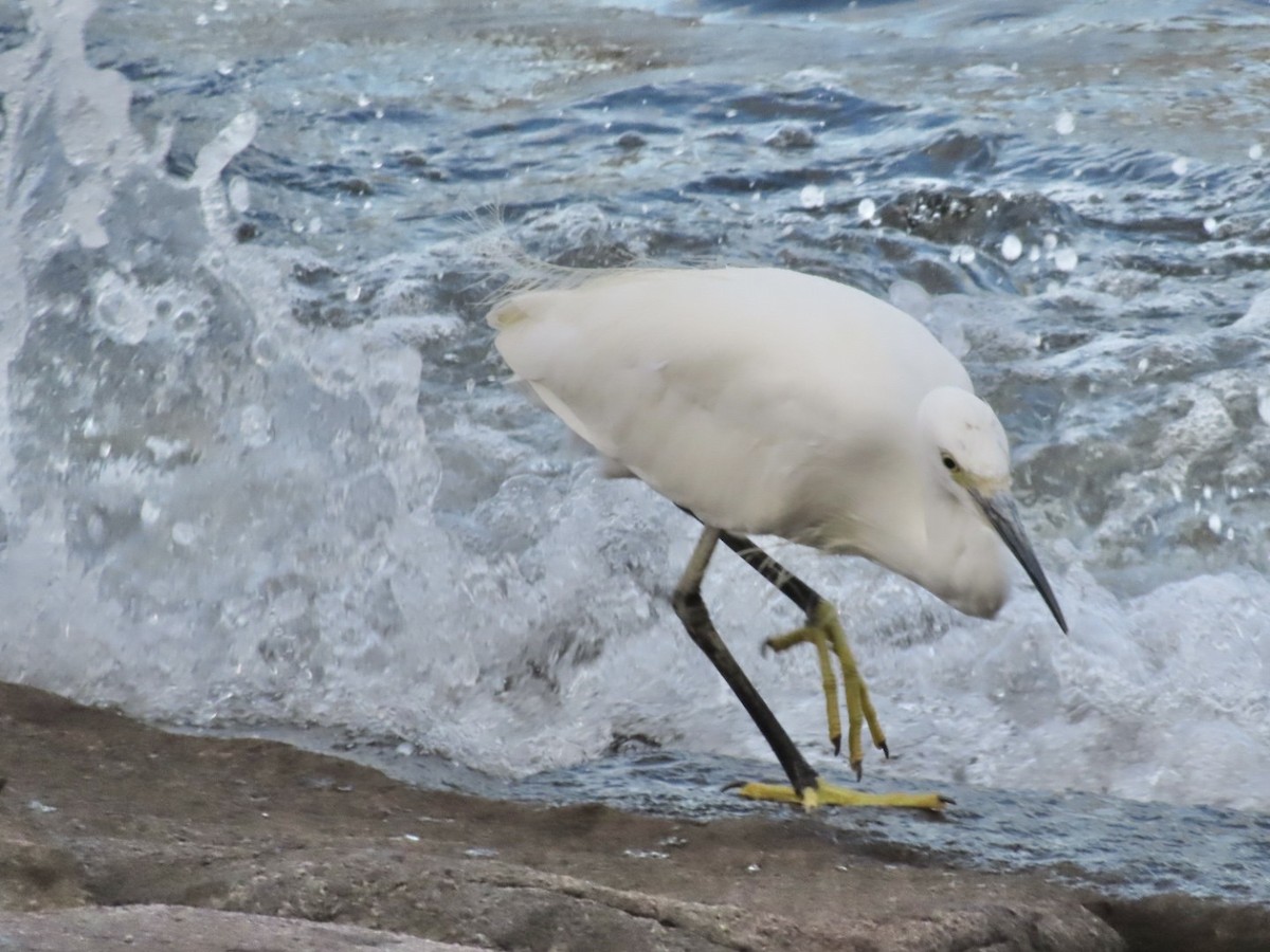 Little Egret - ML642334092