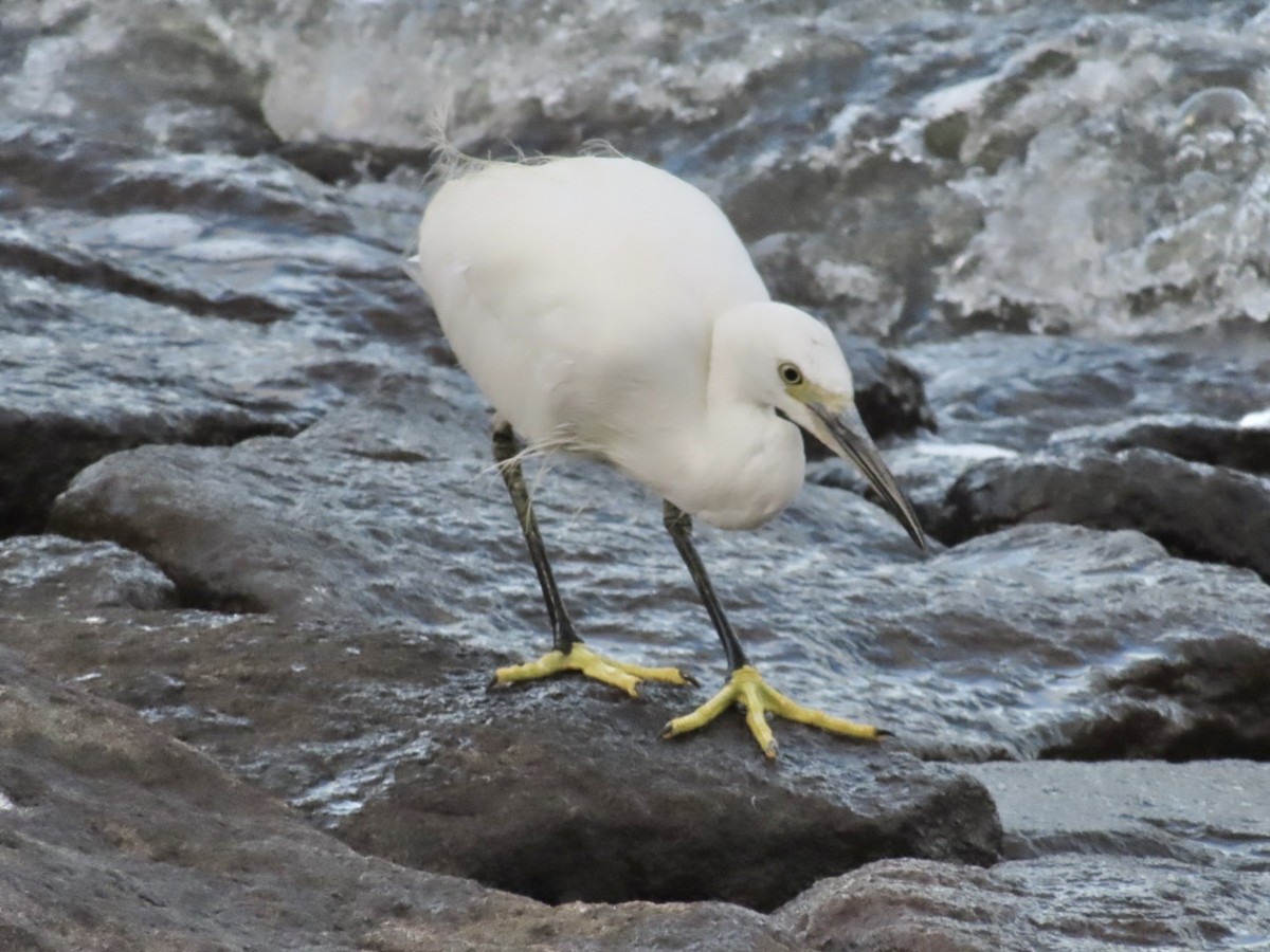 Little Egret - ML642334093