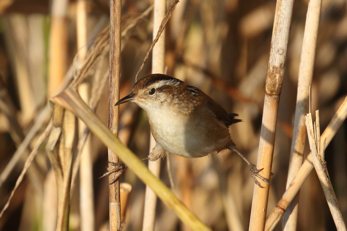 Marsh Wren - ML642334124