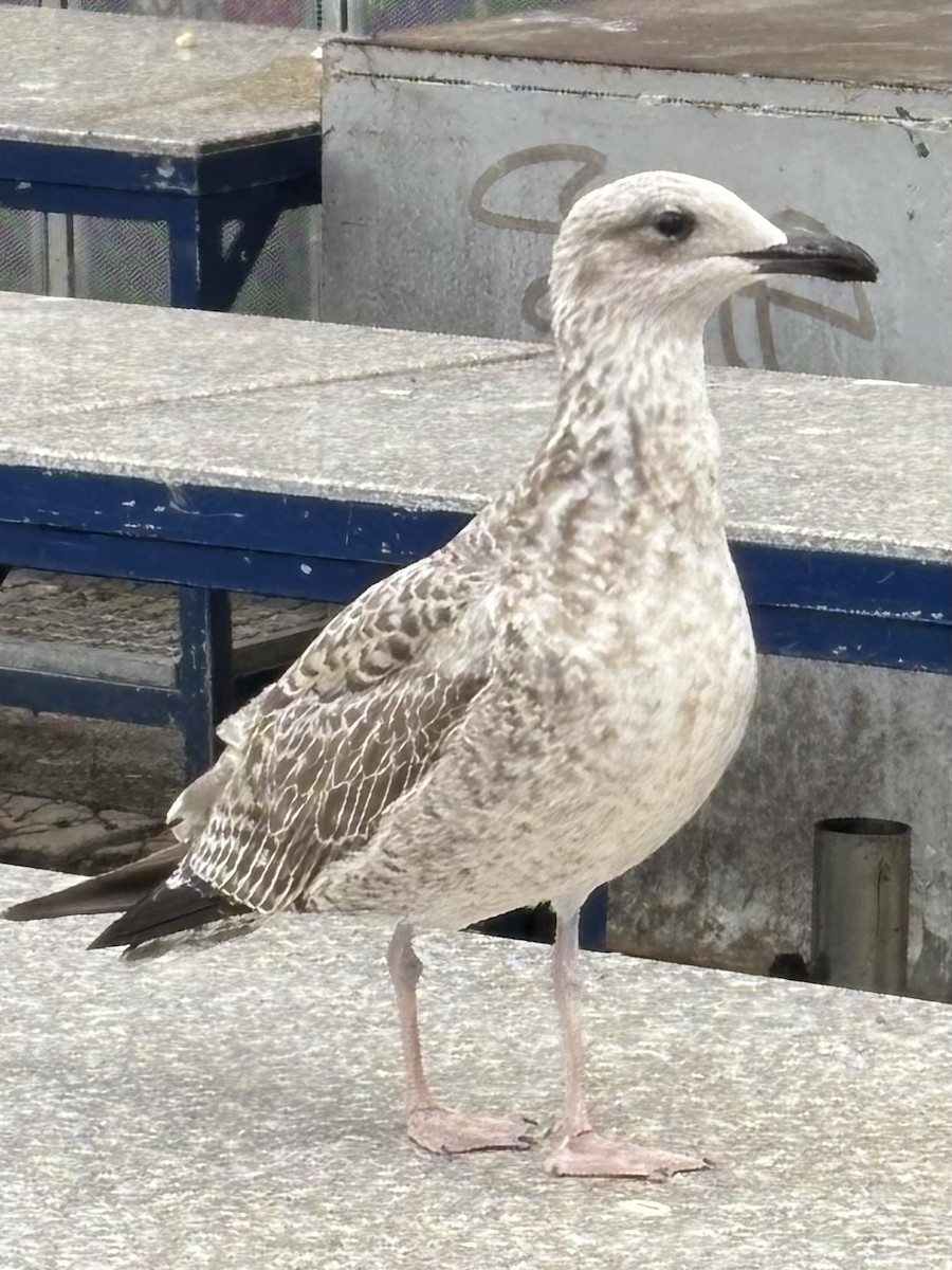 Yellow-legged Gull - ML642334133