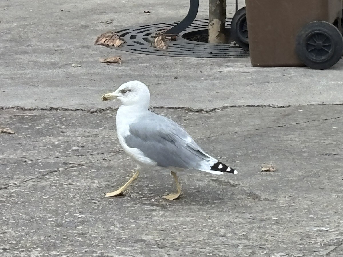 Yellow-legged Gull - ML642334135