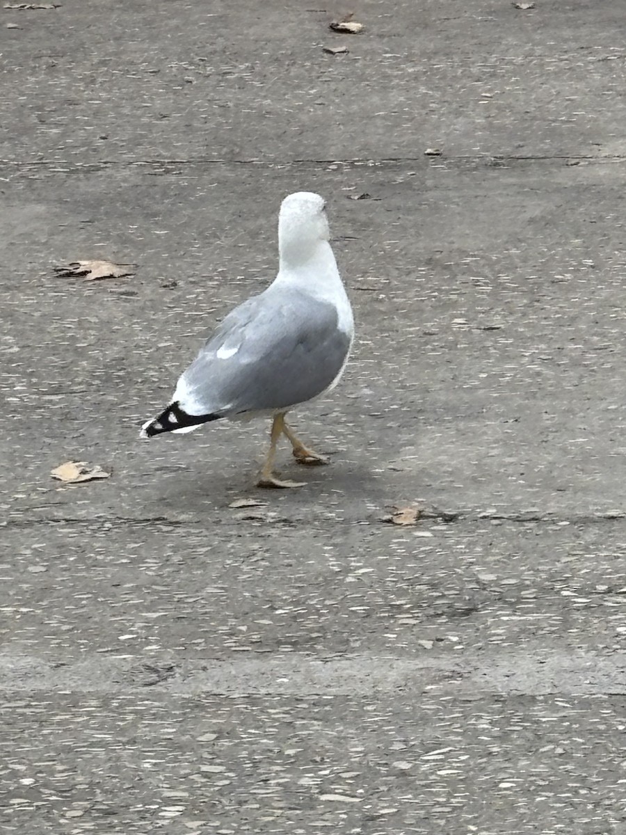 Yellow-legged Gull - ML642334136