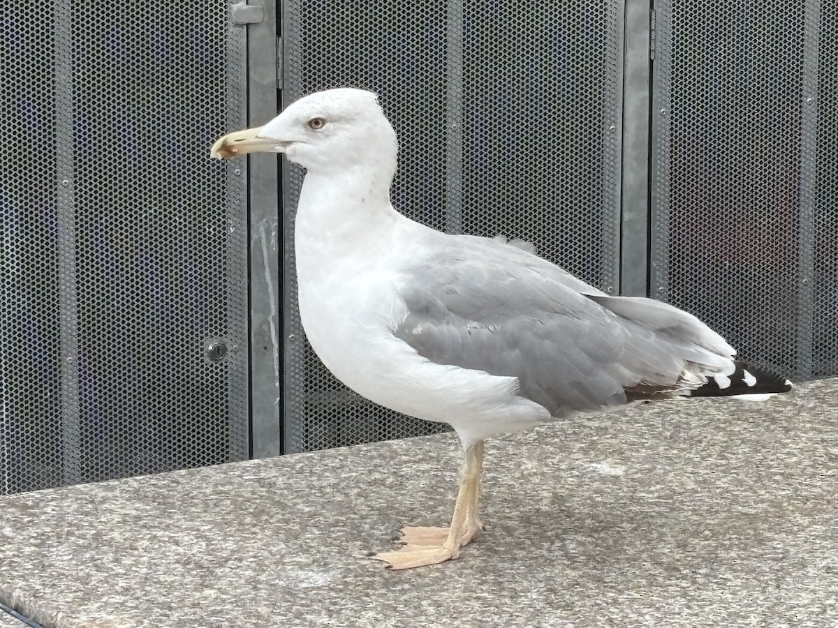 Yellow-legged Gull - ML642334137