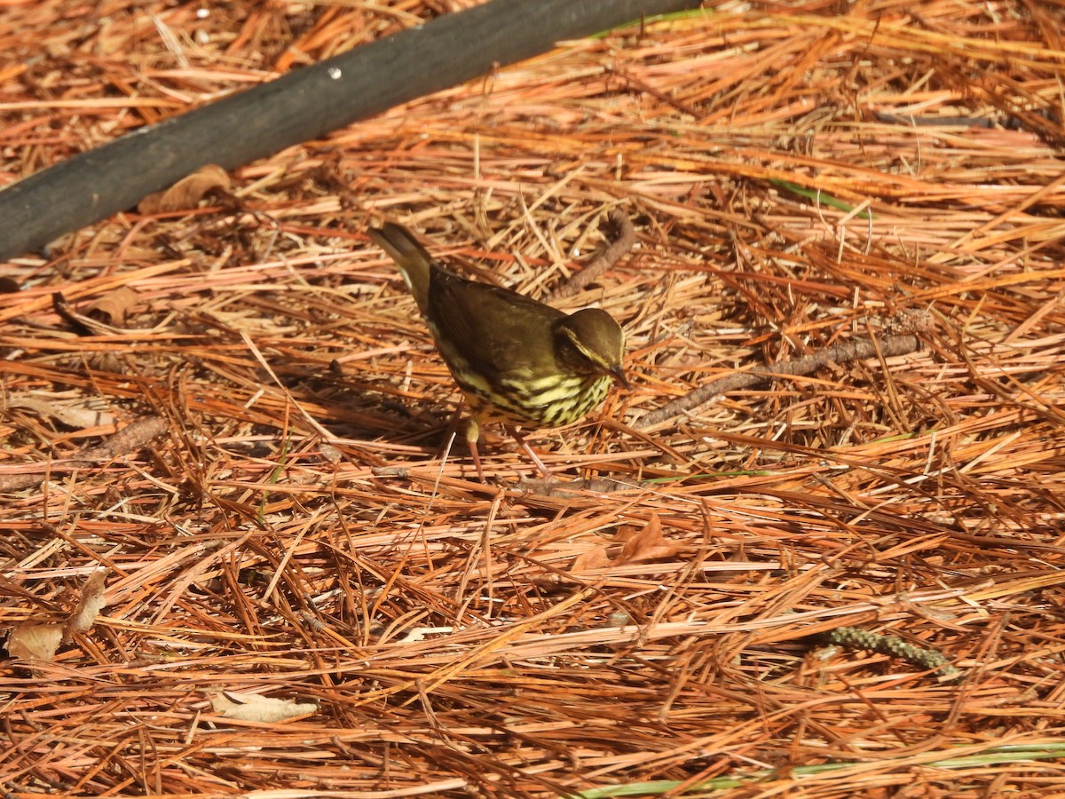 Northern Waterthrush - ML642334138
