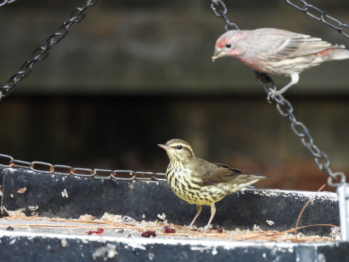 Northern Waterthrush - ML642334139