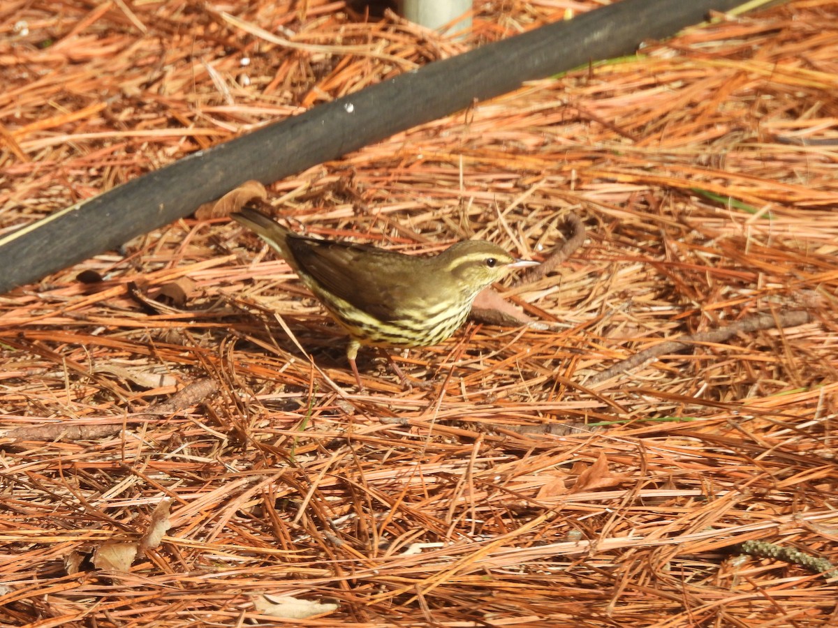 Northern Waterthrush - ML642334140