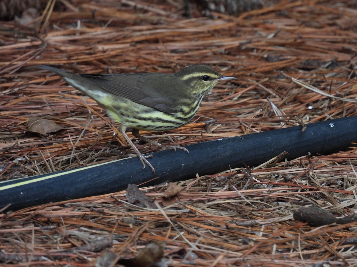 Northern Waterthrush - ML642334141