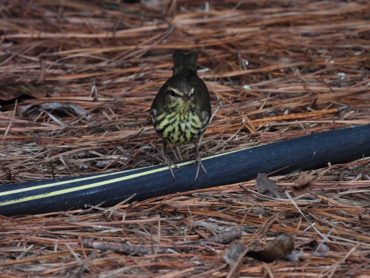 Northern Waterthrush - ML642334142