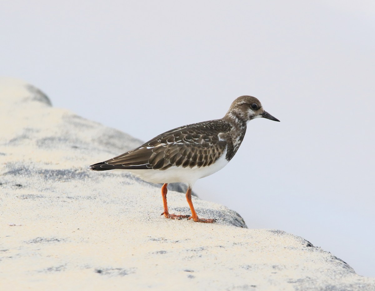 Tournepierre à collier - ML642334143