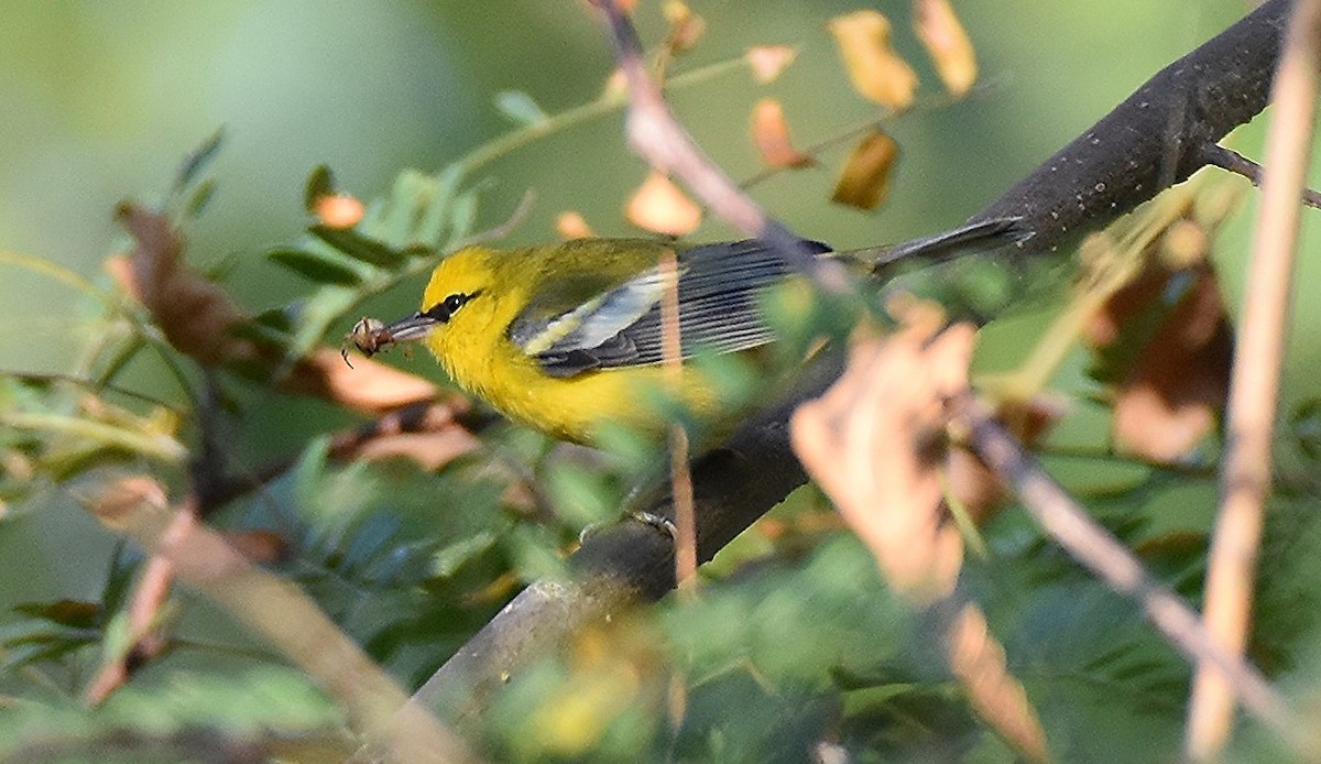 Blue-winged Warbler - ML642334149
