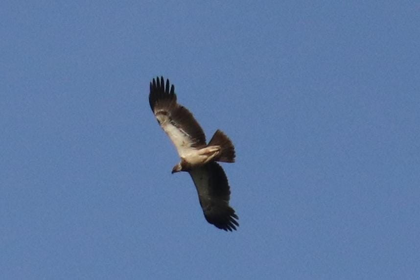 Tawny Eagle - ML642334168