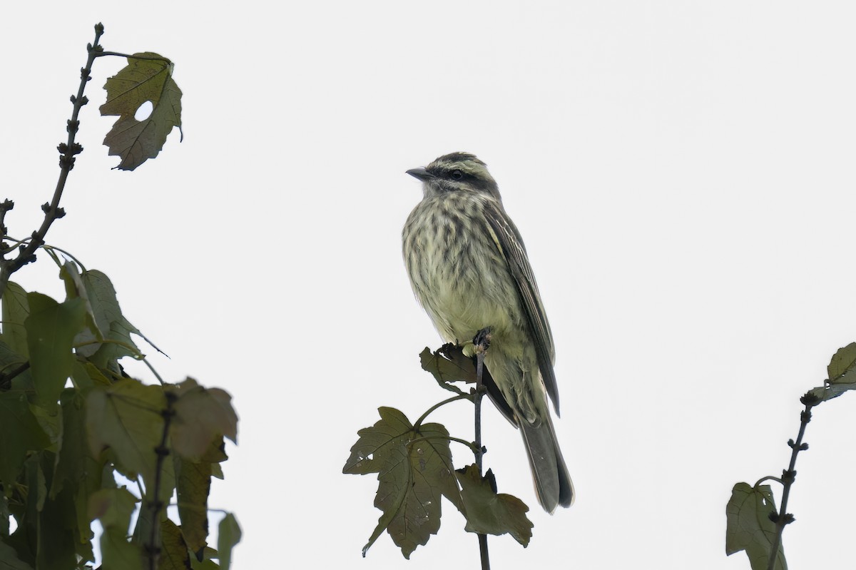 Variegated Flycatcher - ML642334240