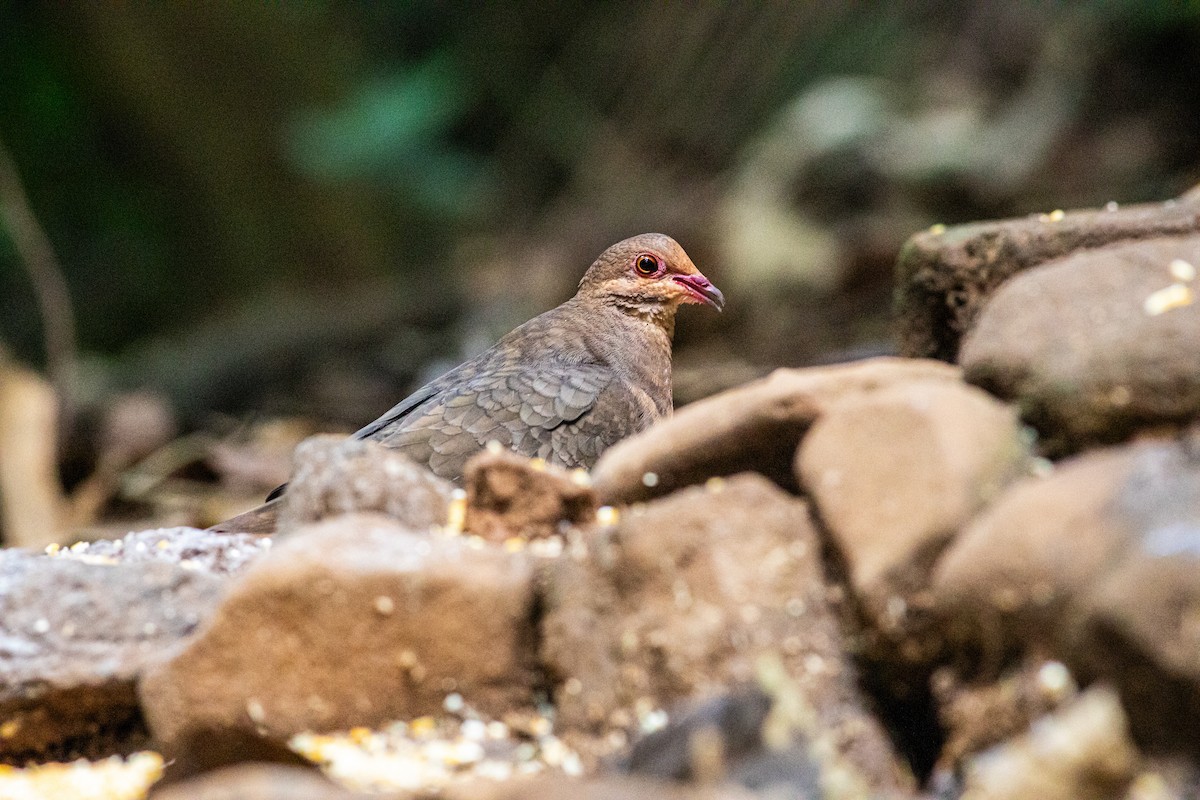 Ruddy Quail-Dove - ML642334244