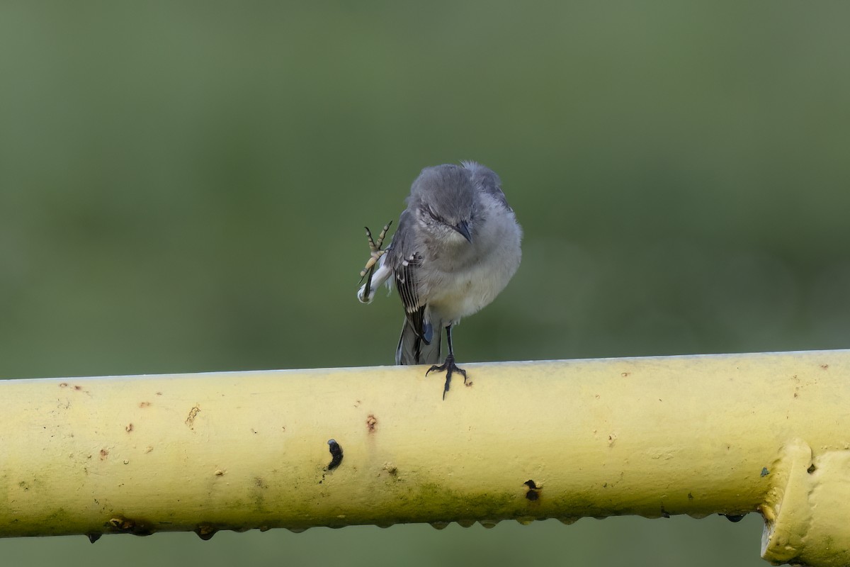 Northern Mockingbird - ML642334247