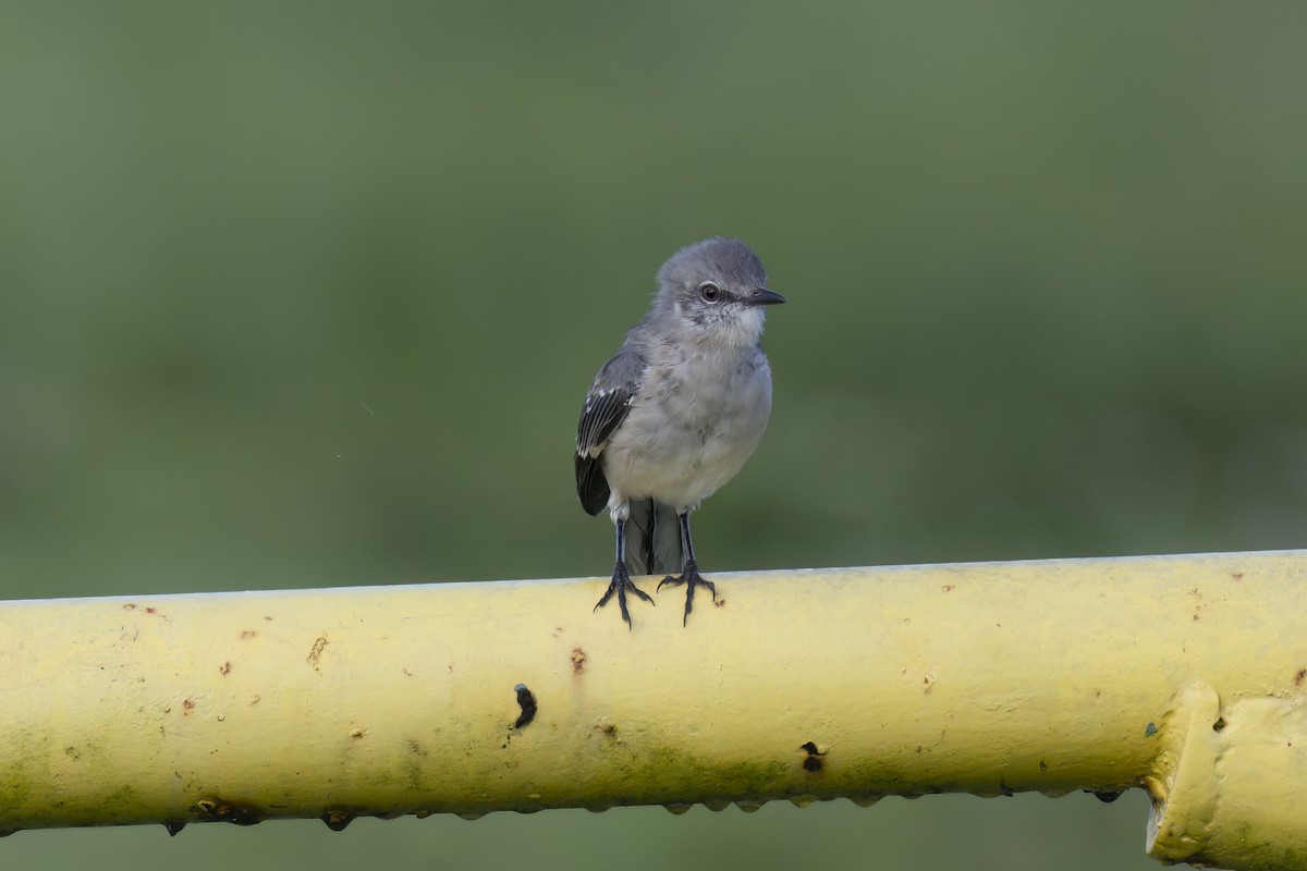Northern Mockingbird - ML642334248