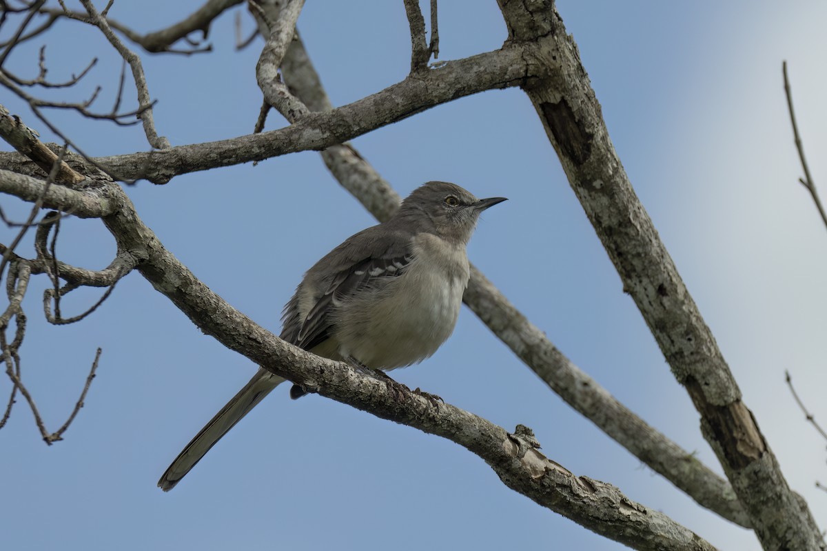 Northern Mockingbird - ML642334249