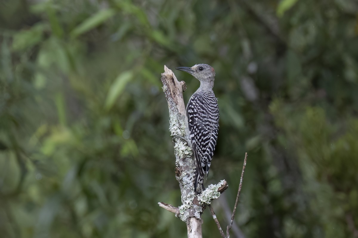 Red-bellied Woodpecker - ML642334265